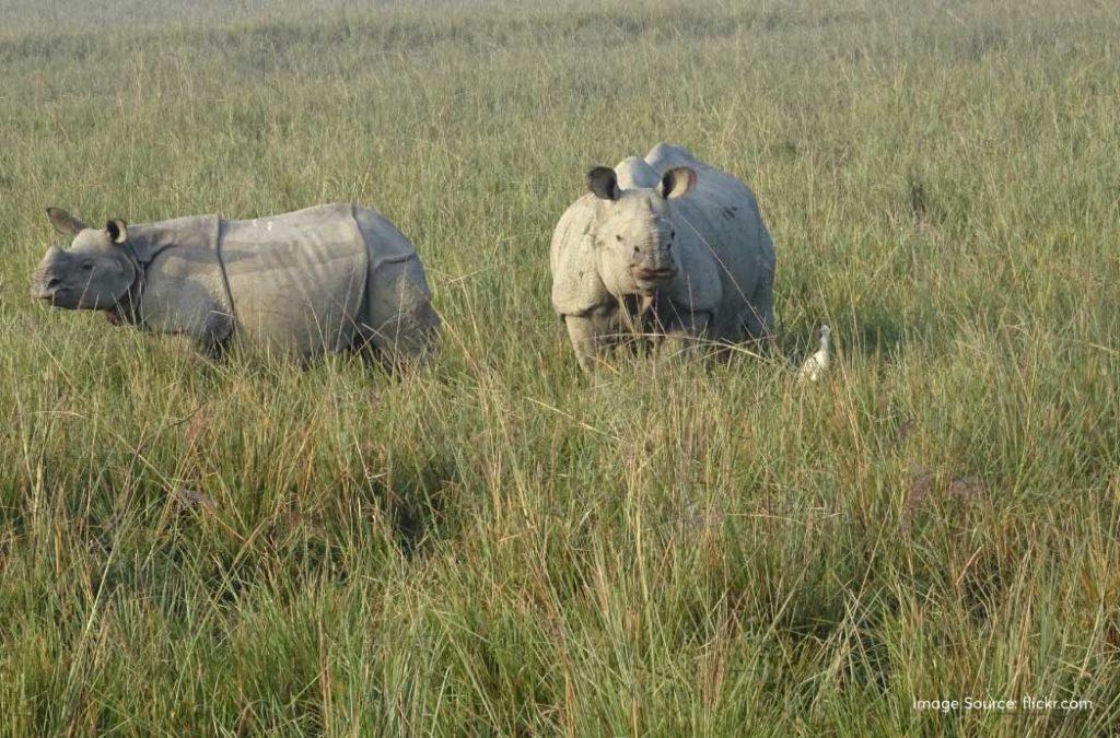 Do not miss on spotting the one horned Rhinoceros at Pobitora Wildilfe Sanctuary during places to visit in Guwahati.
