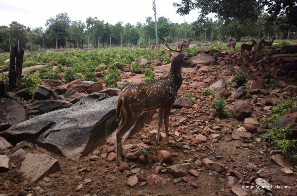 Tirumala Deer Park Reserve is one of the best places to visit in Tirupati.