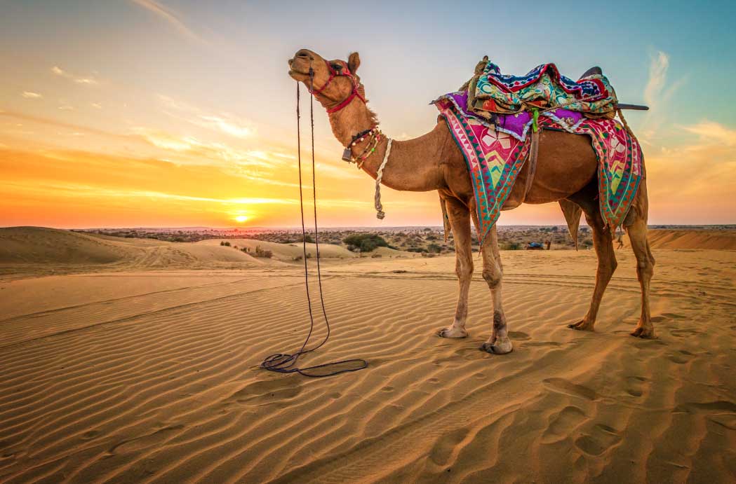 Pushkar Mela 2022