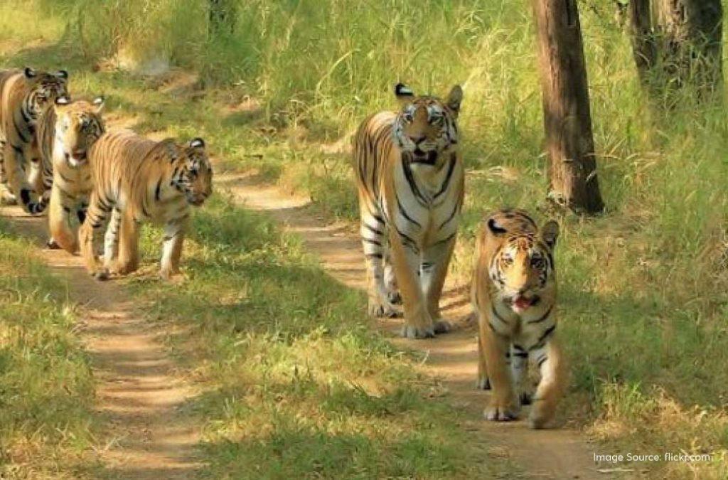 Nandankanan Zoological Park  Places to Visit in Bhubaneshwar