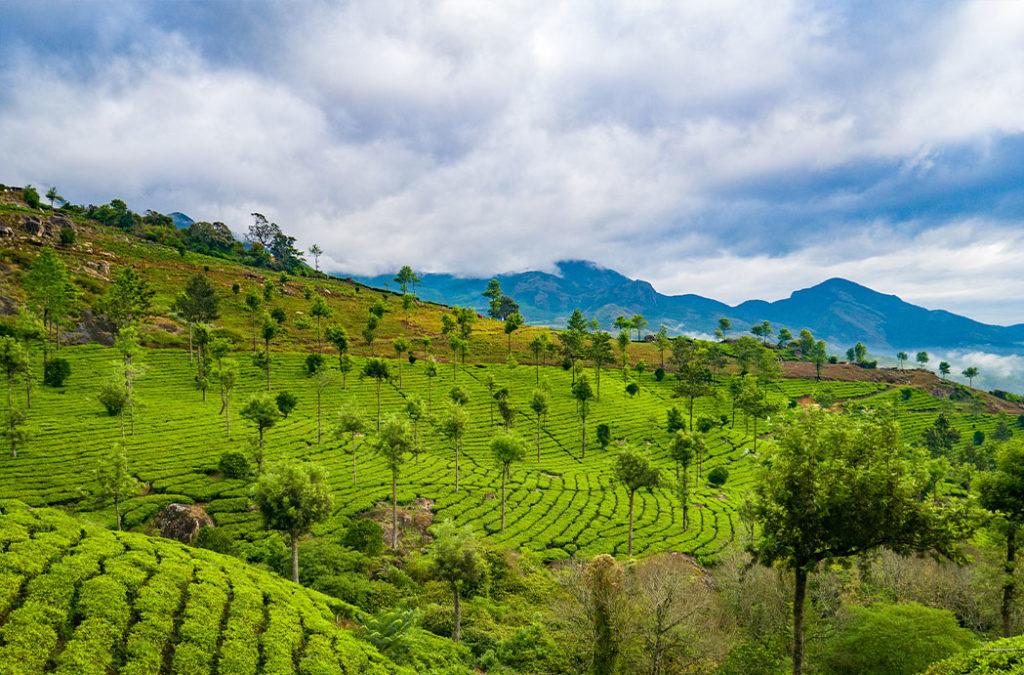 Enjoy your vacation at the  best time to visit Munnar