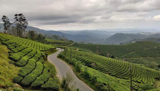 The Best Time To Visit Munnar- Winter, Summer Or Monsoon Season