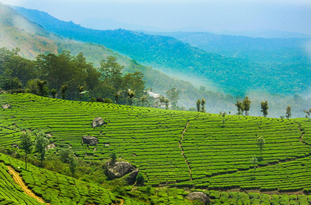 Its the best time to visit Munnar with family. 