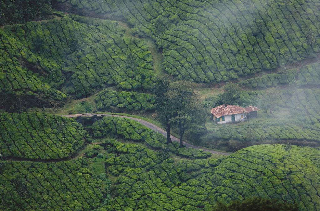 The winter season is the best time to visit Munnar.