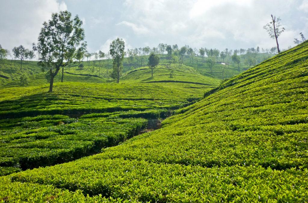Explore the best time to visit Ooty