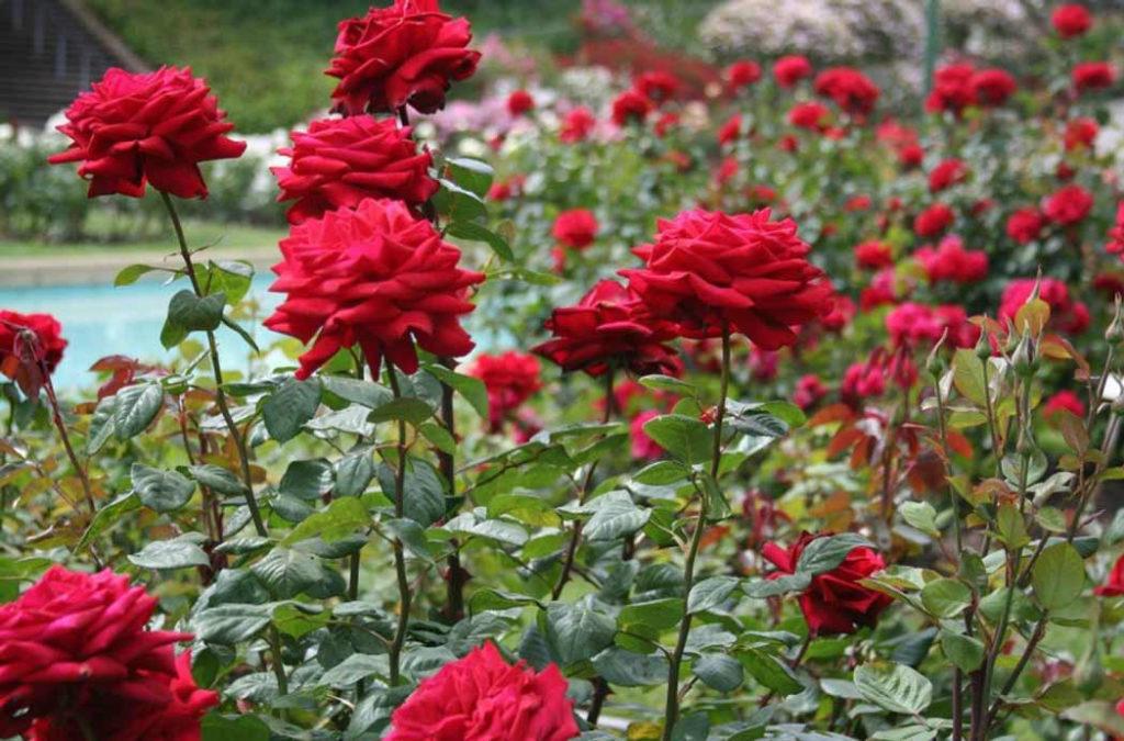 Rose Garden Chandigarh Rose Festival