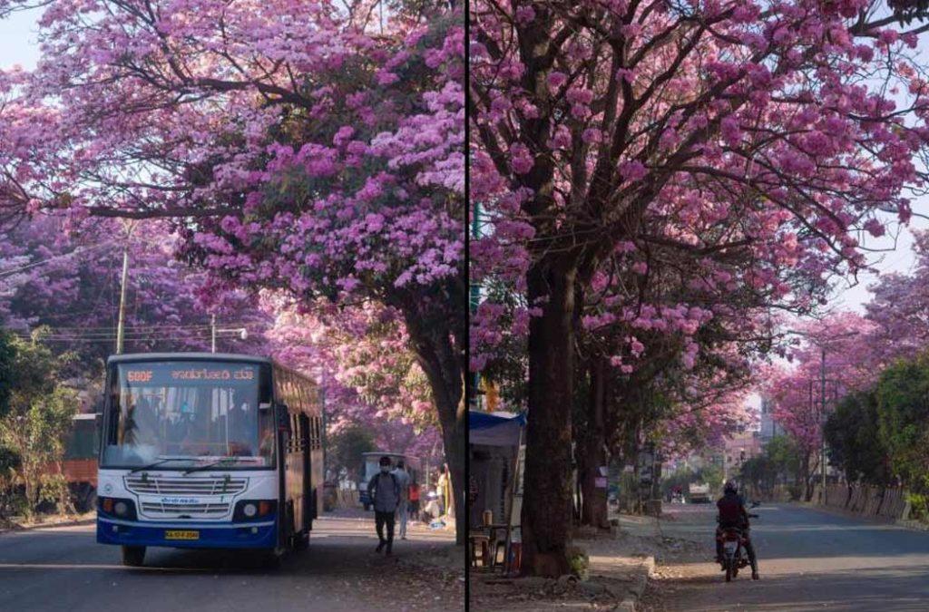 Now the beauty of Cherry blossoms in India have also reached Bangalore.