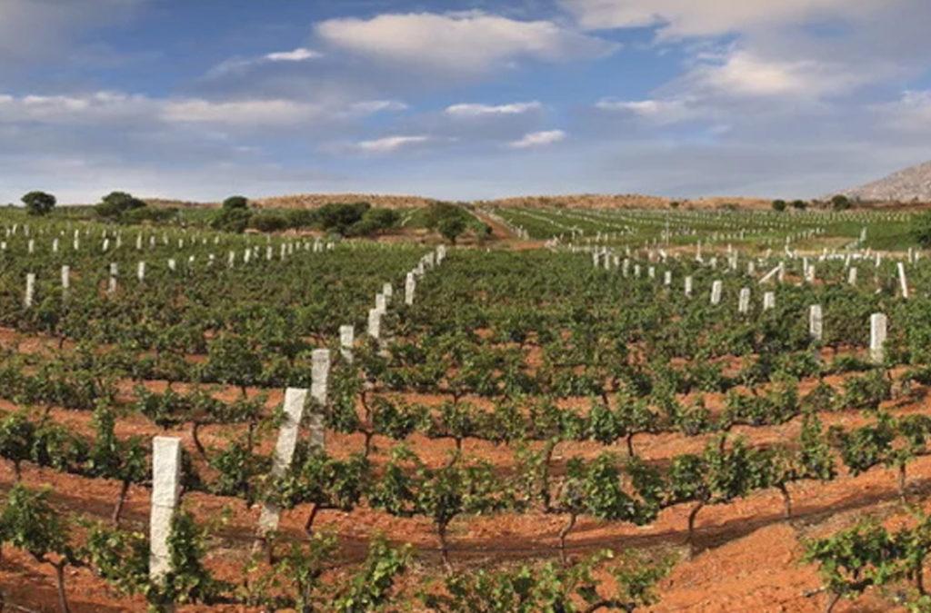 Visit the Grover Zampa Vineyard, Nandi Hills one of the famous vineyards in India