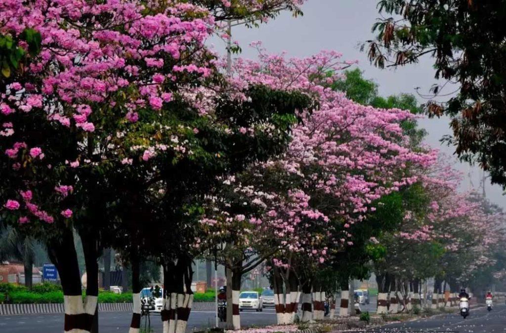 The season of Cherry Blossoms in India in Mumbai is during the months of 