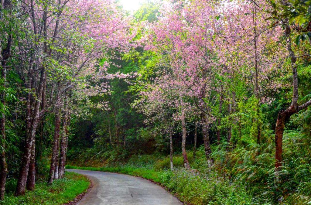 The Cherry Blossoms in India are also seen in Nagaland