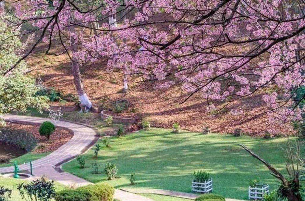 Witness the beauty of Cherry Blossoms in India in Shillong this time