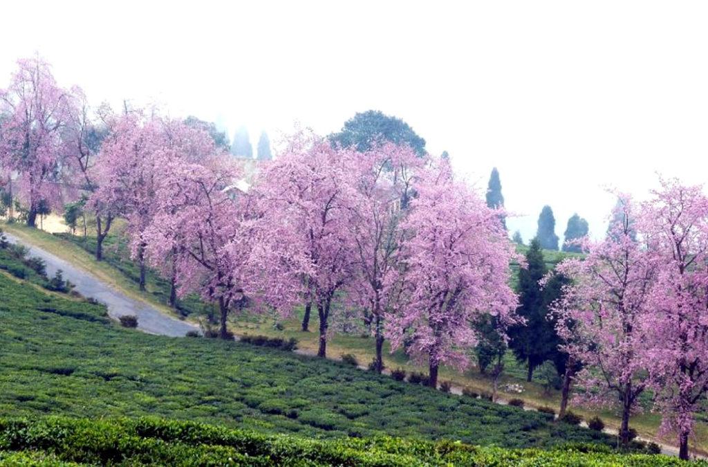 Cherry Blossoms in India are also seen in Sikkim
