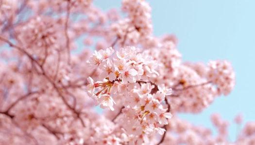Cherry Blossoms In India- Paint your Social Media With Hues Of Pink And White!