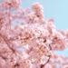 Cherry Blossoms In India- Paint your Social Media With Hues Of Pink And White!
