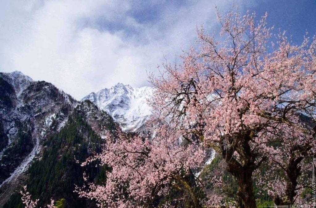 Snow-capped mountains in the backdrop of cherry blossoms in Himachal Pradesh
