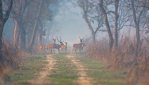 Wildlife Sanctuary In India: 25 Places To Experience Offbeat Safari