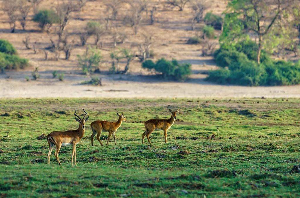 Bandipur Nationa Park, an example of Ecotourism in India