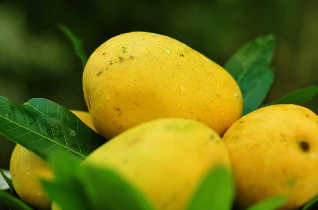 The Banganapalle Mangoes in India are known for their rich honey-like scent and juicy flesh