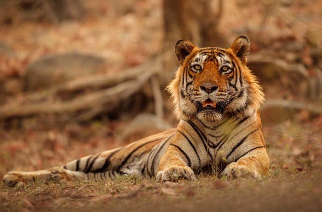 See the Royal Bengal Tiger in the Sundarbans