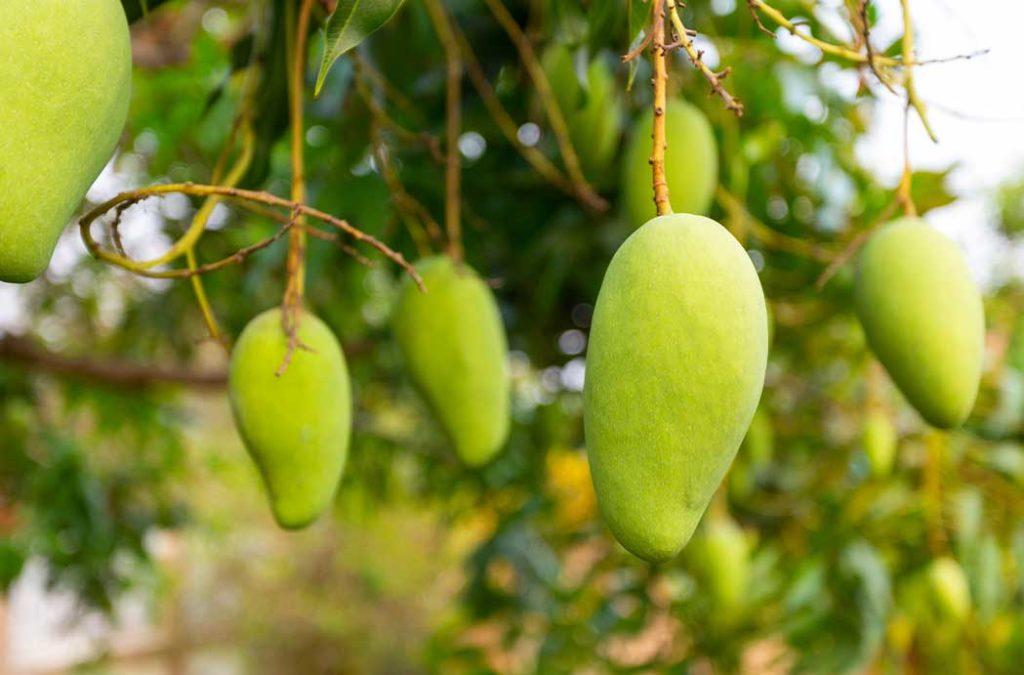 Bombay Green Mangoes are the oval-shaped delights that you need to check out if you are visiting Punjab this season. 