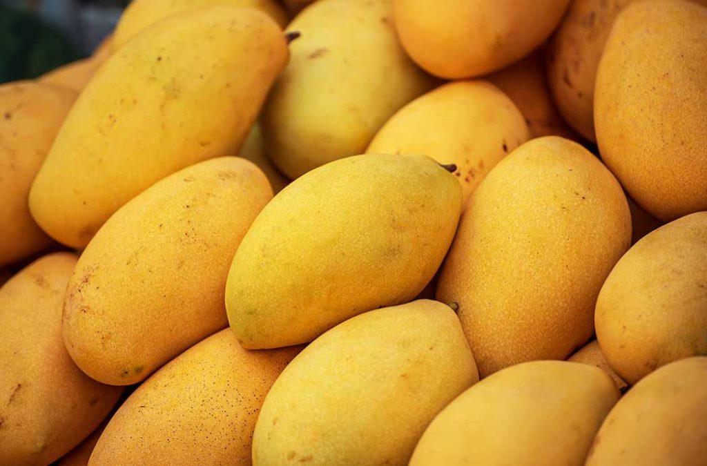 The Chausa Mangoes of India are the most-loved variants in the northern parts of the country. 