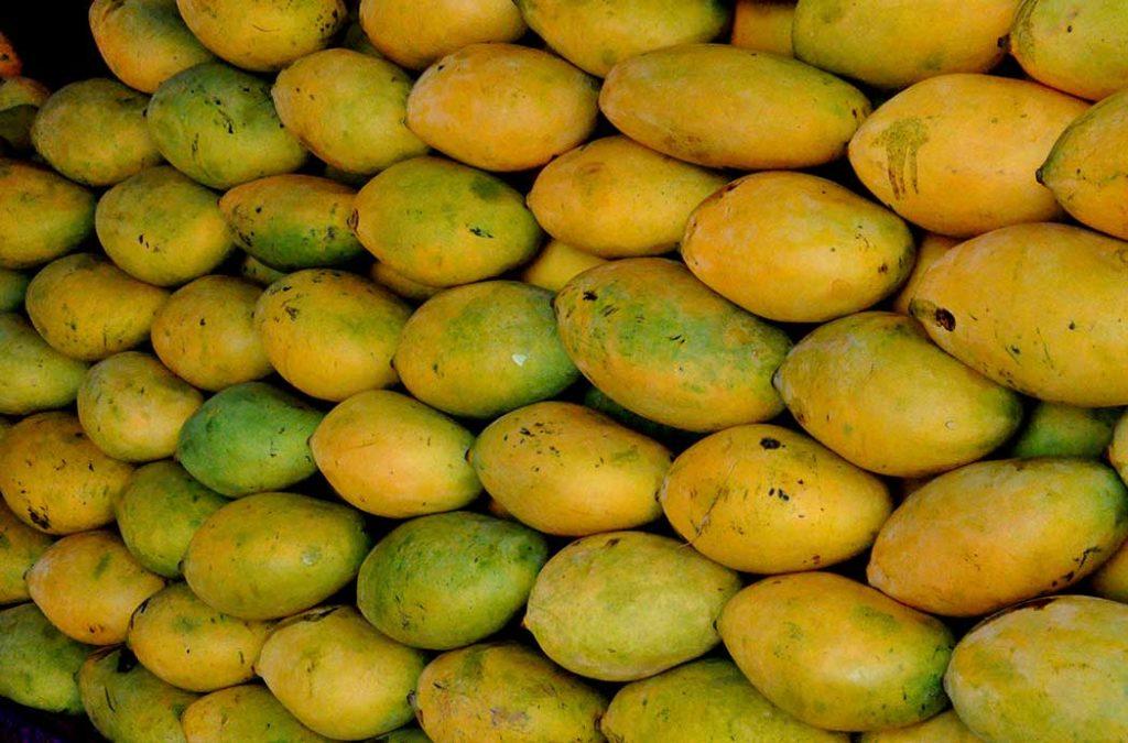 The Dasheri Mangoes of India originated from the Malihabad region of Uttar Pradesh