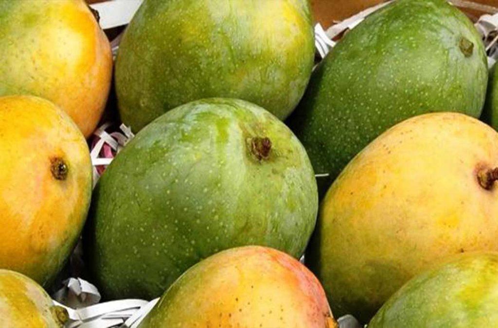 The Kesar Mangoes, also called the Gir Kesar are famous for their luscious flavors and sweet undertones.