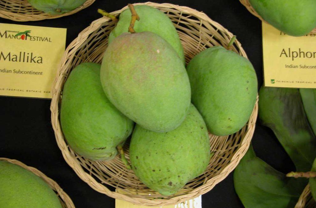 Mulgoba mangoes are big and long in shape with a greenish-yellow color to the outer skin.