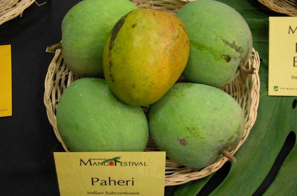 Paheri Mangoes are beautiful to see and delicious to eat! They have a medium, oval-sized shape with a greenish-yellow color.
