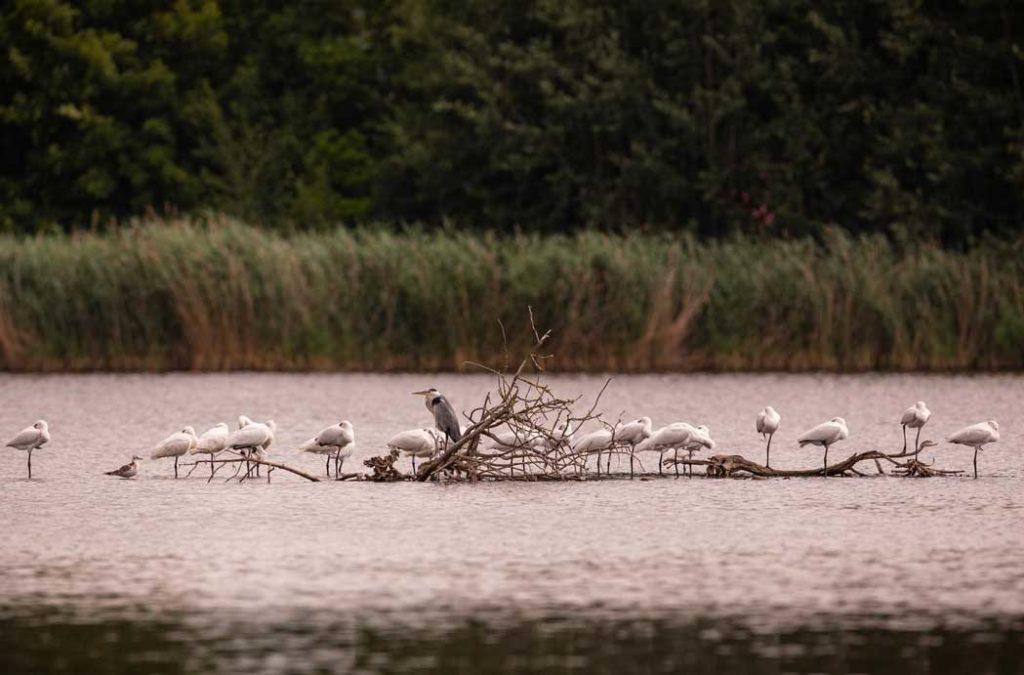 Sajnekhali Bird Sanctuary﻿- a bird watchers paradise at Sundarbans
