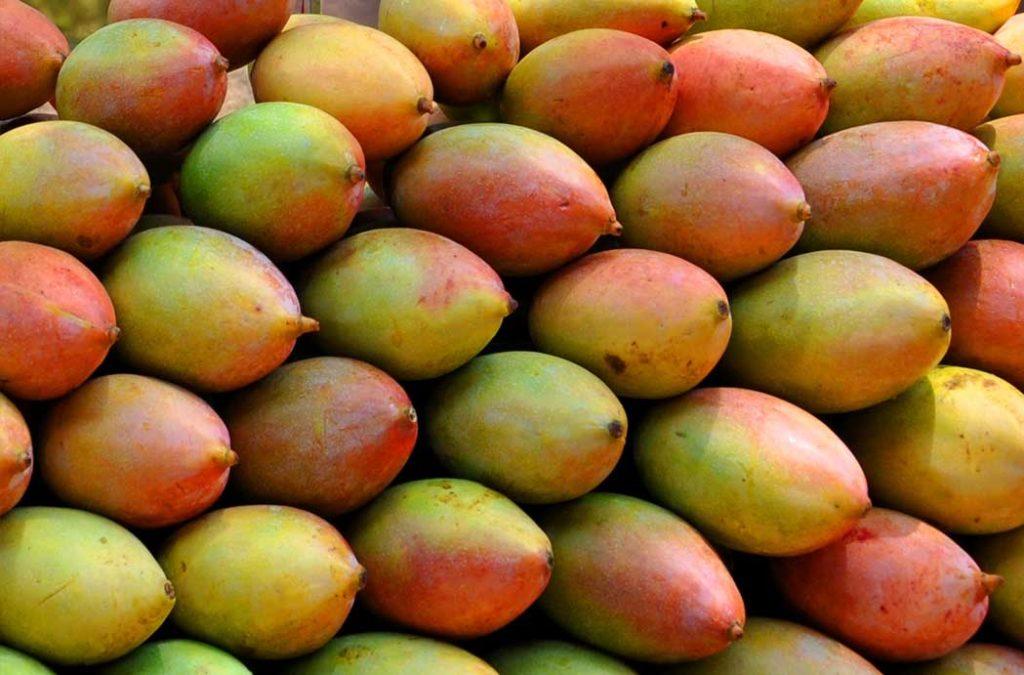 Totapuri Mangoes of India have a very unique shape that makes them stand out from the rest of the variants. 