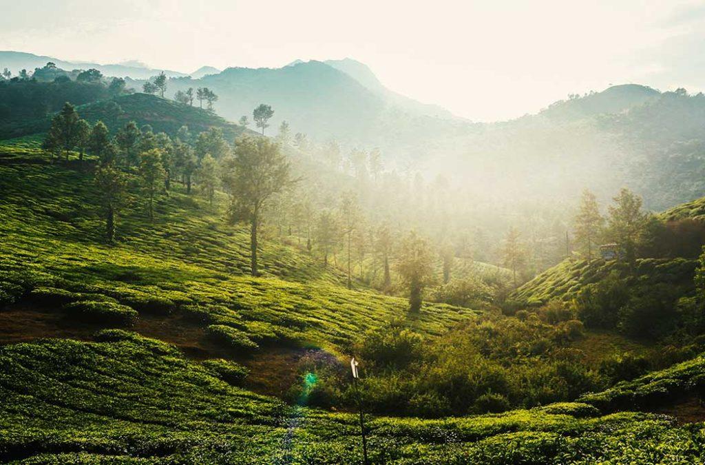 Spectacular view of tea gardens in Wayanad in the Western Ghats