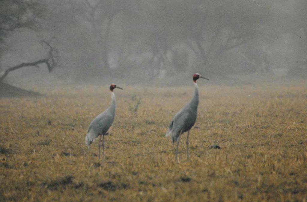 The Bharatpur Bird Sanctuary, also known as Keoladeo Ghana National Park attracts a large number of birds, particularly in the winter months. 