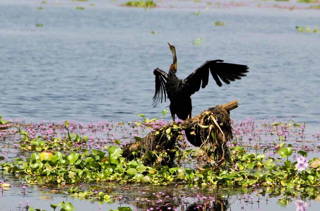 This 14 hectare enchanting land of birds is spread on the banks of Vembanad Lake.