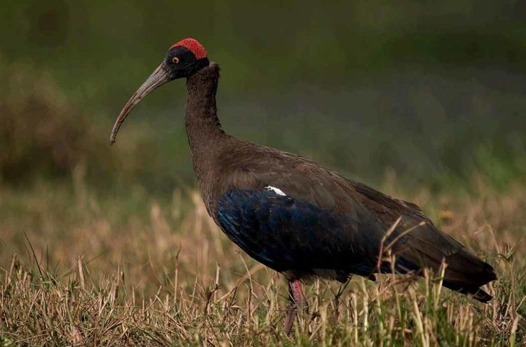 Mayani Bird Sanctuary is a drought-prone land that has some of the best desert plants and flora growing in the region.