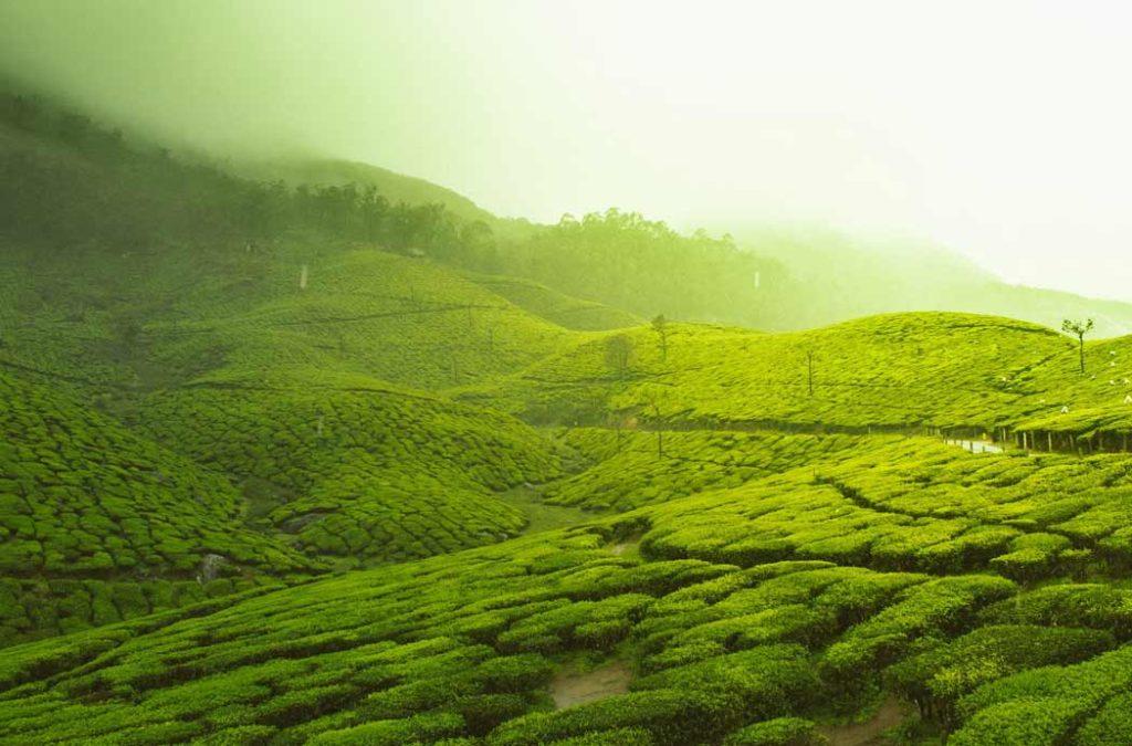 The meadows of Munnar are stretched out and filled with lush greenery that pleases the eyes and is a must visit on your summer vacation