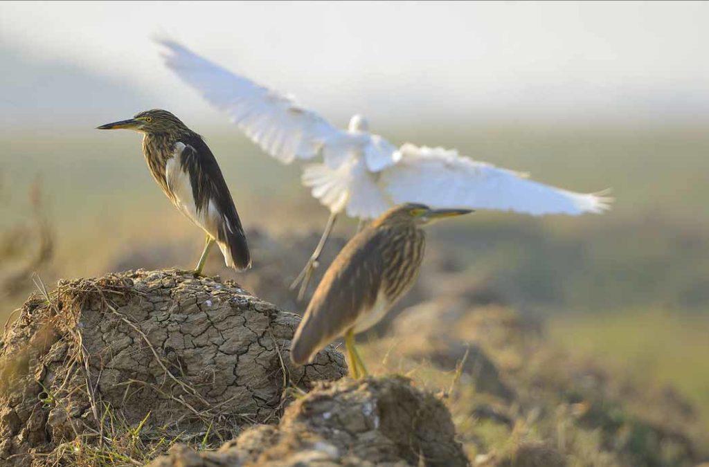 Najafgarh Drain Bird Sanctuary is the closest wetland ecology that is closer to the capital city of India. 