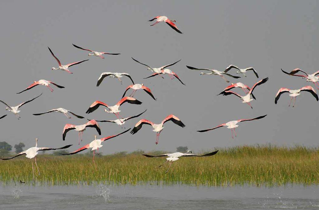 Nal Sarovar Bird Sanctuary, the largest wetland bird sanctuary in Gujarat, India, is located around 64 km to the west of Ahmedabad, close to Sanand Village.