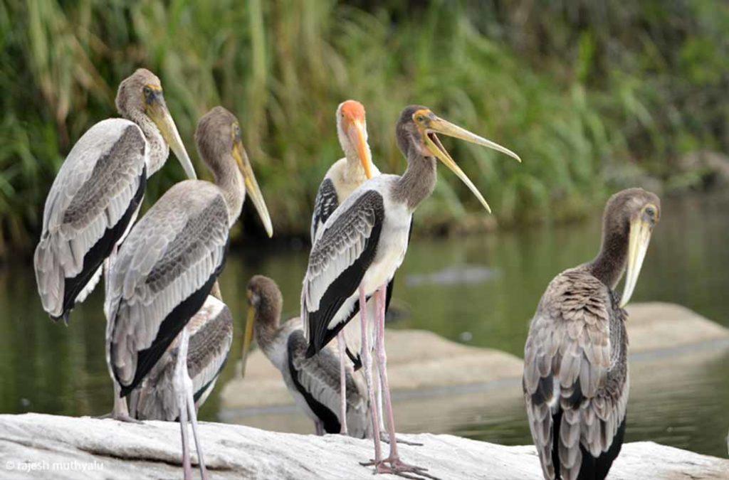 Ranganathittu Bird Sanctuary is situated in the Mandya District in the Indian state of Karnataka and is also referred to as Pakshi Kashi of Karnataka.