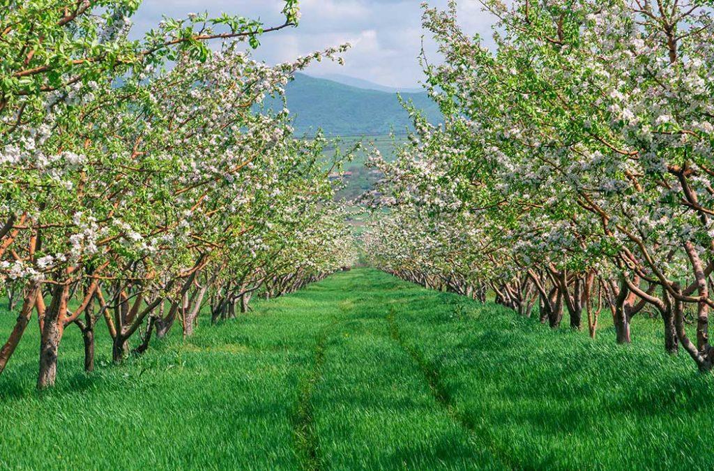 The blooming season of apple orchards in Sainj is serene