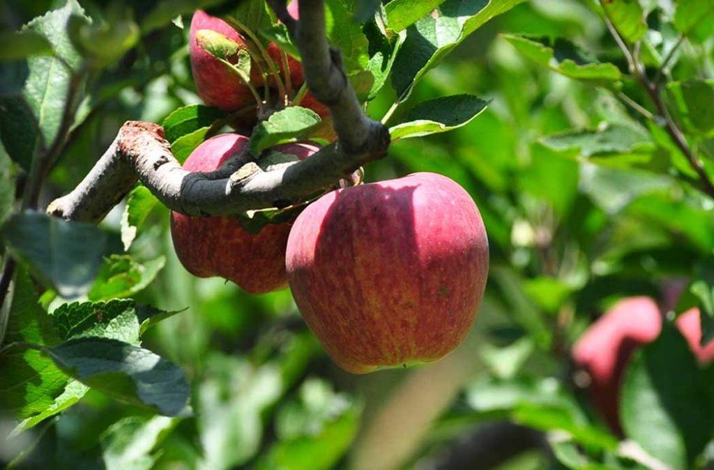 Apple Orchards in Shimla