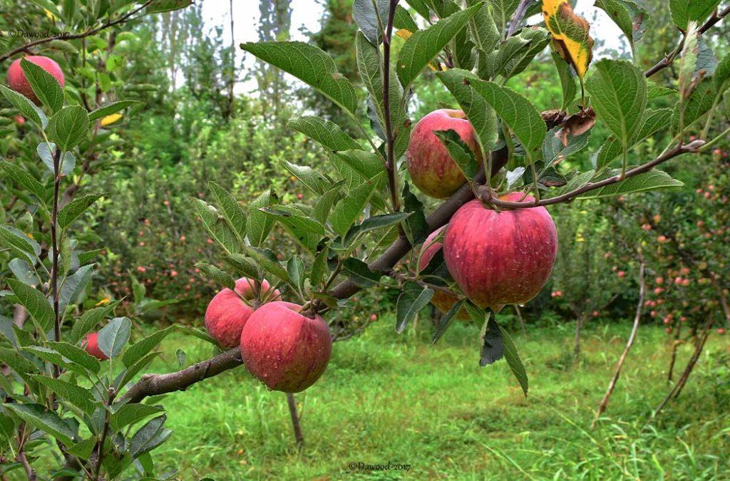 Apple orchards of Srinagar