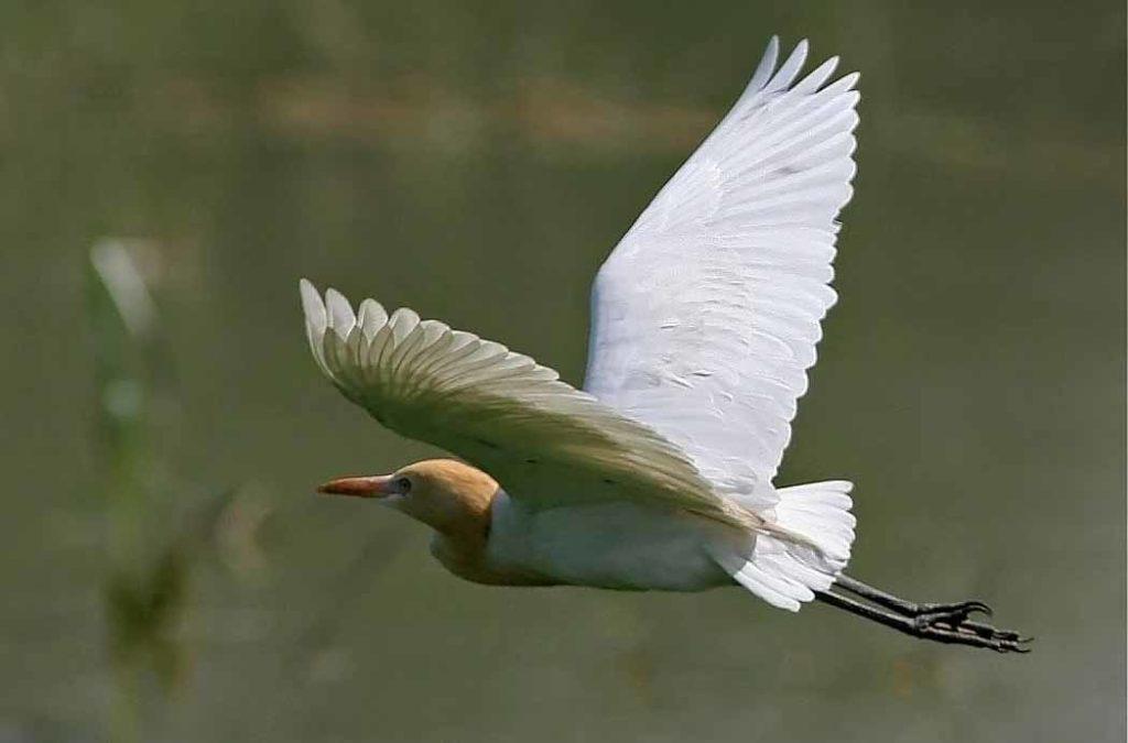 Sultanpur Bird Sanctuary makes watching the swift-winged delights much easier and more convenient.