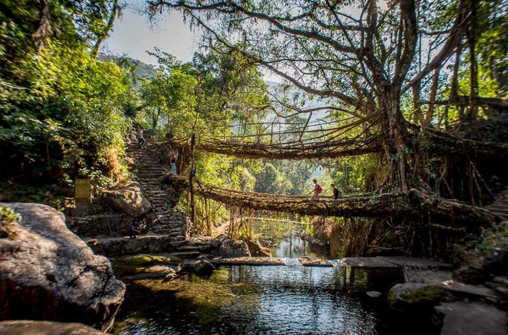 In the heavenly state of Meghalaya, you will come across the twin root bridges that are formed by the strong Ficus elastica branches