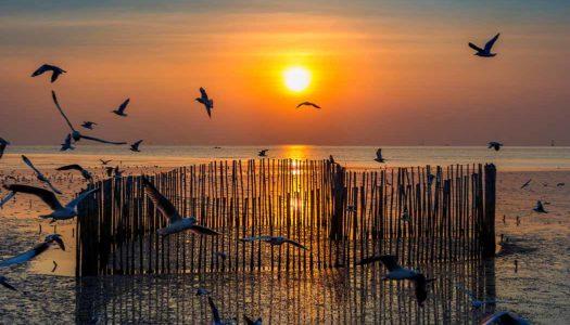 15 BIRD SANCTUARIES IN INDIA: AVIAN WATCHER’S PARADISE!