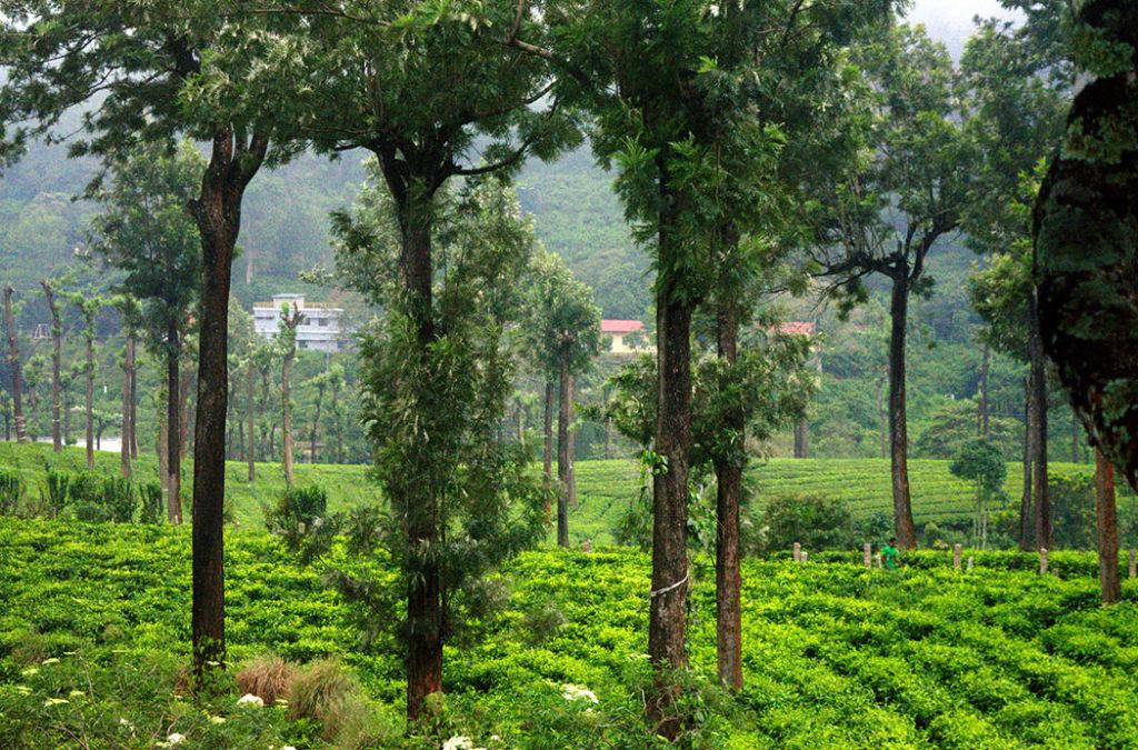 The best time to visit Alleppey if you're here for the Munnar tea gardens is Spring. 