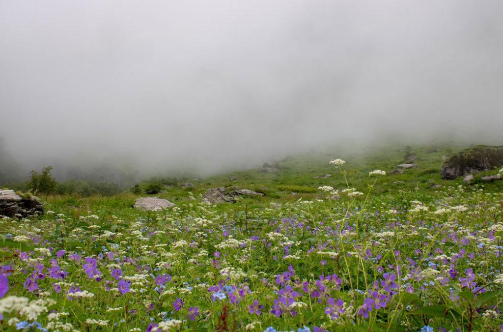 Valley Of Flowers National Park is one of the most beautiful places to visit in Uttarakhand 