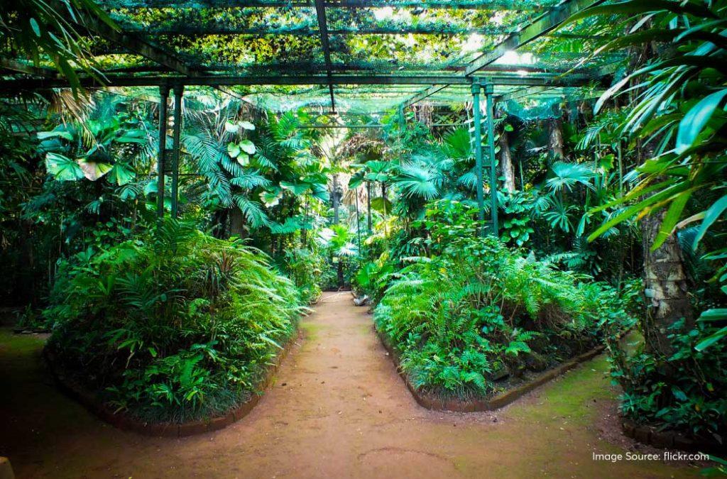 This is Acharya Jagadish Chandra Bose Indian Botanic Garden in Howrah, one of the largest botanical gardens in India 