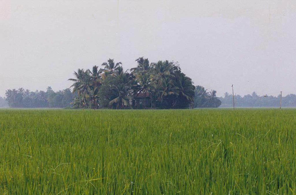 Witness the scenery of rice paddy fields while travelling to the Munroe Island in Kerala