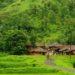 Rural Tourism: Your Guide to Authentic Village Lifestyle in India